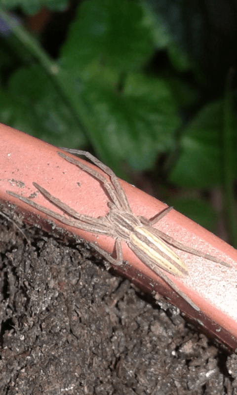 Philodromidae : Tibellus sp.